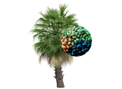 Prostamin Forte contiene frutti di palma